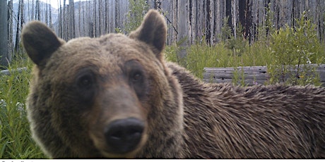 Living and recreating in bear habitat: myth, legend, and reality.