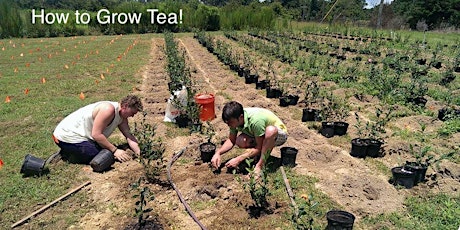 Tea Growing Basics