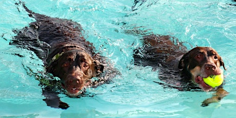 Morey's Piers Dog Day 2016 primary image