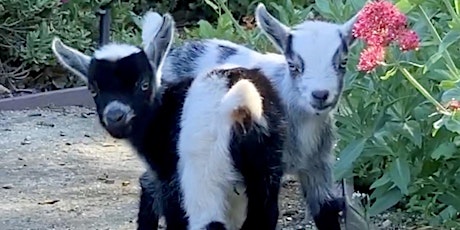 Baby Goat Yoga: Play with Baby Goats, Mini Donkey, and Chickens ! primary image