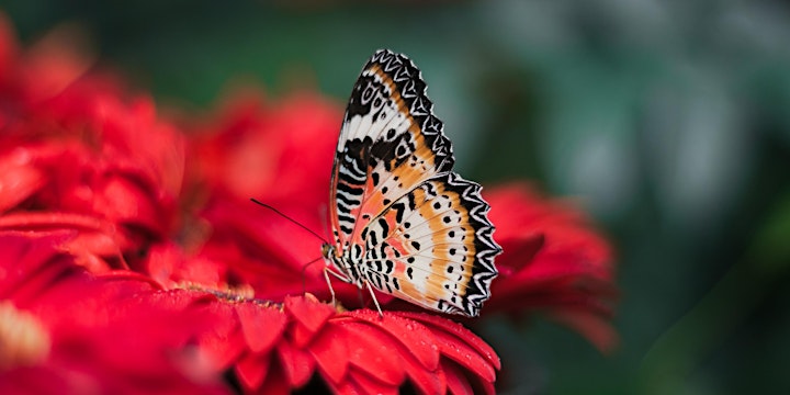 Imagen de Mariposa Monarca