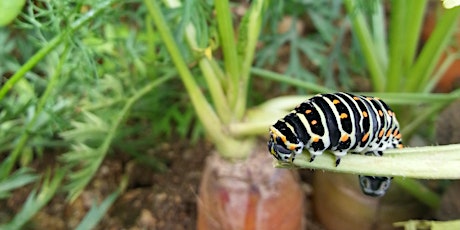 Hauptbild für Frag doch mal die Gärtner – Gemeinsam durchs Bio-Gartenjahr