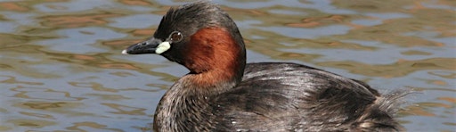 Bird ID at Lackford Lakes EWC2806