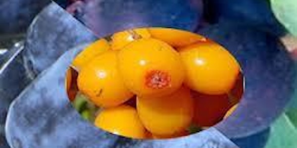 Haskap & Specialty Fruit Workshop