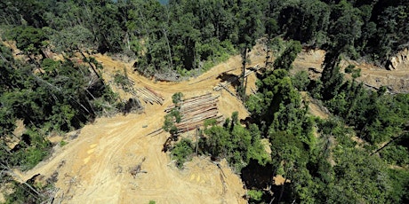 Moving timber production beyond its destructive origins