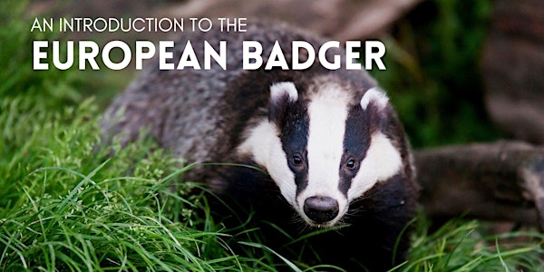 An Introduction to the European Badger