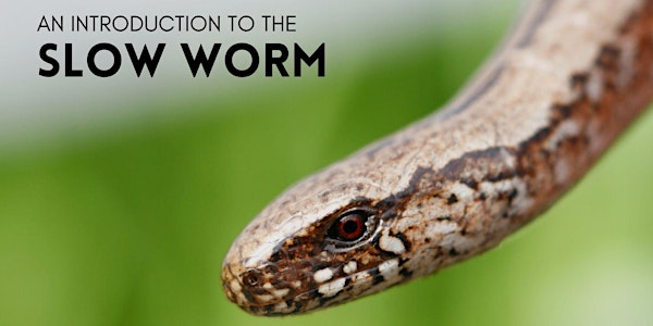 An introduction to the Slow Worm: Behaviour, Biology and Conservation
