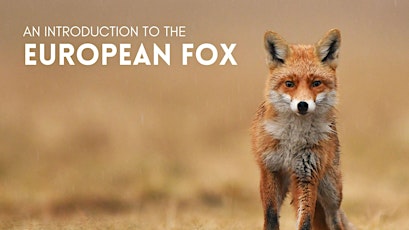 An introduction to the European Fox tickets