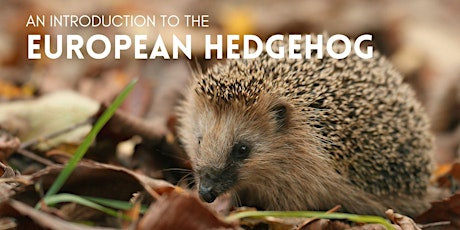 An Introduction to the European Hedgehog tickets