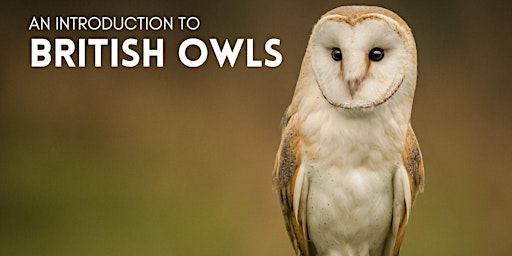 Imagem principal do evento An introduction to British Owls