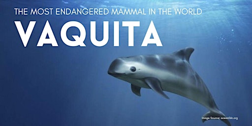 Imagem principal de The Vaquita - The World's Most Endangered Marine Mammal