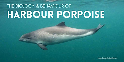 Imagem principal de The Biology and Behaviour of Harbour Porpoise