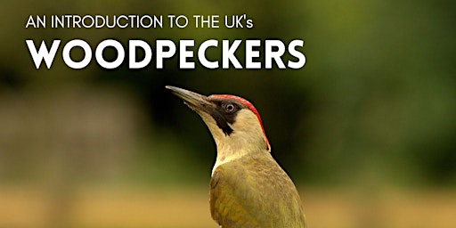 An Introduction to the UK's Woodpeckers  primärbild