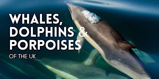 Imagem principal de The Whales, Dolphins and Porpoise of the UK