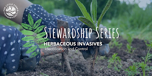 Herbaceous Invasives  - Webinar primary image