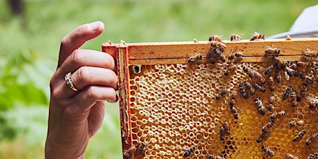 Jacobsen Hive Program presents: May Beekeeping primary image