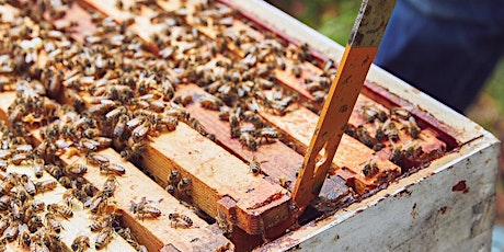 Jacobsen Hive Program Presents: June Beekeeping: "Reading The Comb" primary image