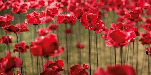 'Weeping Window' Poppies at Caernarfon Castle | Pabïau ‘Weeping Window’ yng...