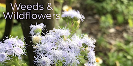 Wildflowers & Weeds primary image