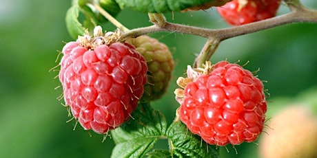 Early Season U-Pick Raspberries Sign Up primary image