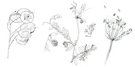 Primaire afbeelding van Workshop bloemen illustreren met Maartje van den Noort