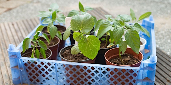 Currituck Vegetable Gardening Series