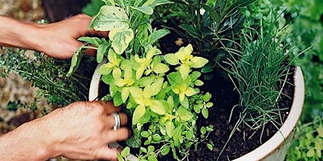 Building a Salad and Herb Pot Garden primary image