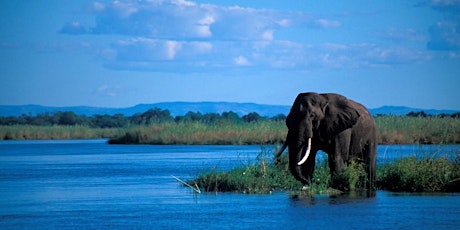 Ecosocial: The Ivory Trade. A social evening with EIA experts primary image