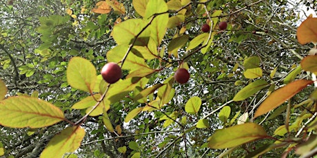 Early Spring Fruit Tree Grafting primary image