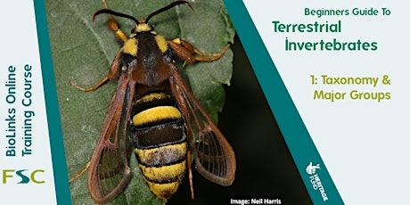 Beginners Guide to Terrestrial Invertebrates 1: Taxonomy and Major Groups