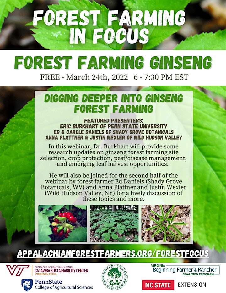 Forest Farming in Focus-Forest Farming Ginseng image