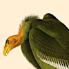 Logo de Natural History Institute