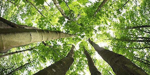 Canadian Climate Solutions: What Should be in the National Climate Plan?