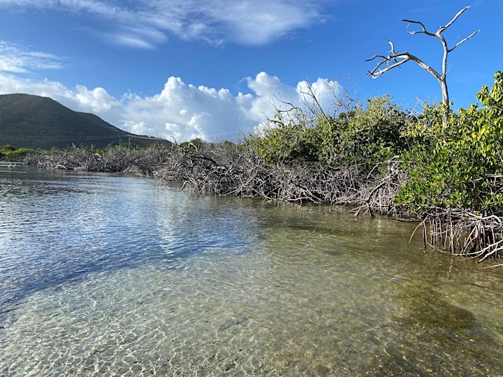 Caribbean Regional Mangrove Symposium image