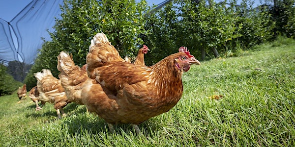 Rowan County Pullet Project Registration