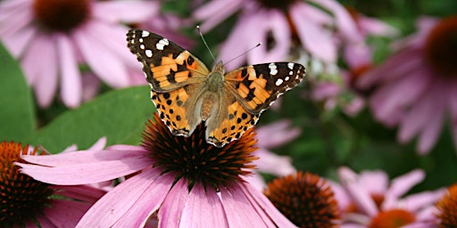 Landscaping for Pollinators: Pollinators in Your Yard primary image