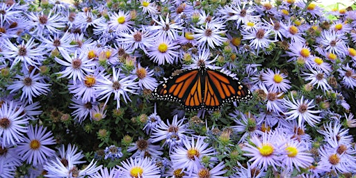 Landscaping for Pollinators: Top Plants for Butterflies, Bees and More primary image