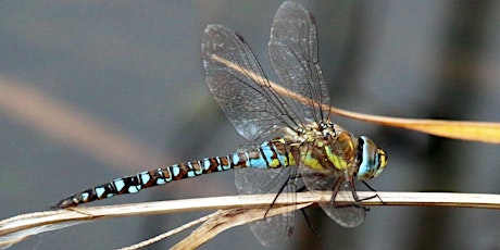 Dragonflies of the Brecks: Redgrave and Lopham Fen primary image