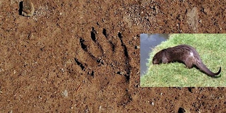 Riverside Mammals: Field Tracks and Signs primary image