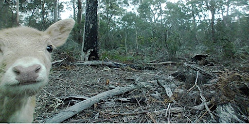 Public land hunting Tasmania 2022 - Five Mile Pinnacle Conservation Area