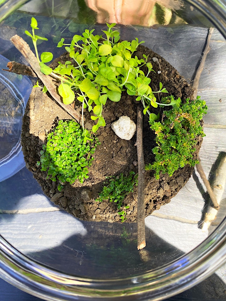 VIRTUAL SUSTAINABLE TERRARIUM - Create a Sustainable Ecosystem in a Bottle! image