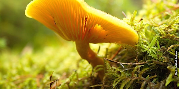 International conference on Wild Forest Products in Europe (StarTree)
