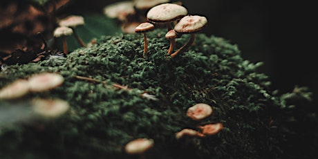 Mosses: A World in Miniature
