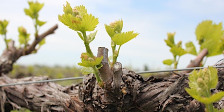 Spring Viticulture & Enology Workshop - University of Kentucky primary image