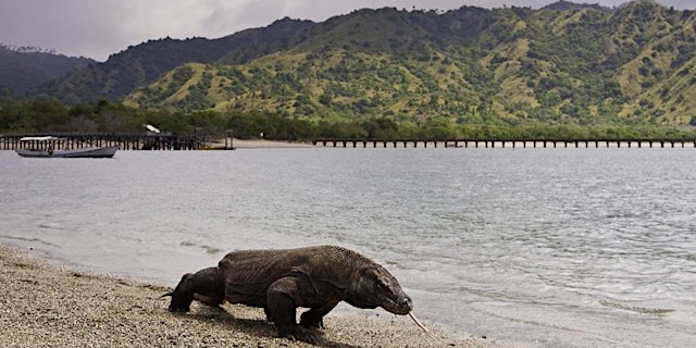 Image principale de KOMODO ISLAND SHORE EXCURSION FROM CRUISE SHIP PORT