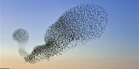 Roosting with the starlings primary image
