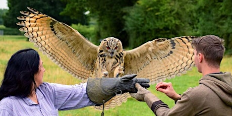 Falconry Experience  with Mercer Falconry billets