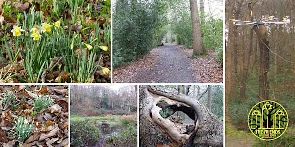 Lesnes Abbey Woods - Woodland Walk