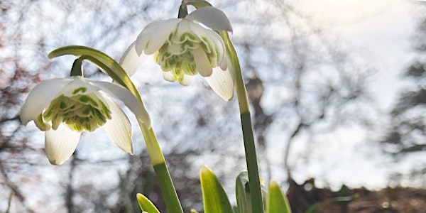 Monthly Walking Tour Series:  Early Spring Bulbs & Ephemerals
