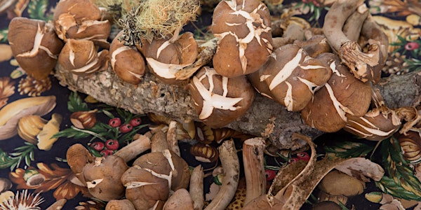 Big Sur Foragers Festival 2017